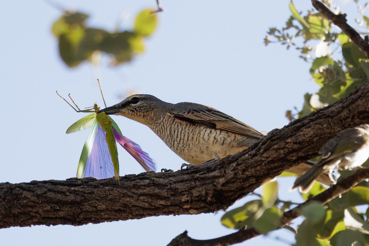 Sahul Cicadabird - ML646441803