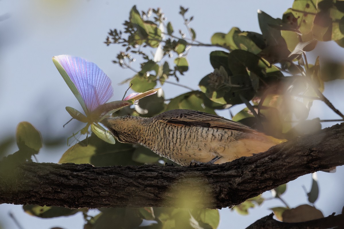 Sahul Cicadabird - ML646441804