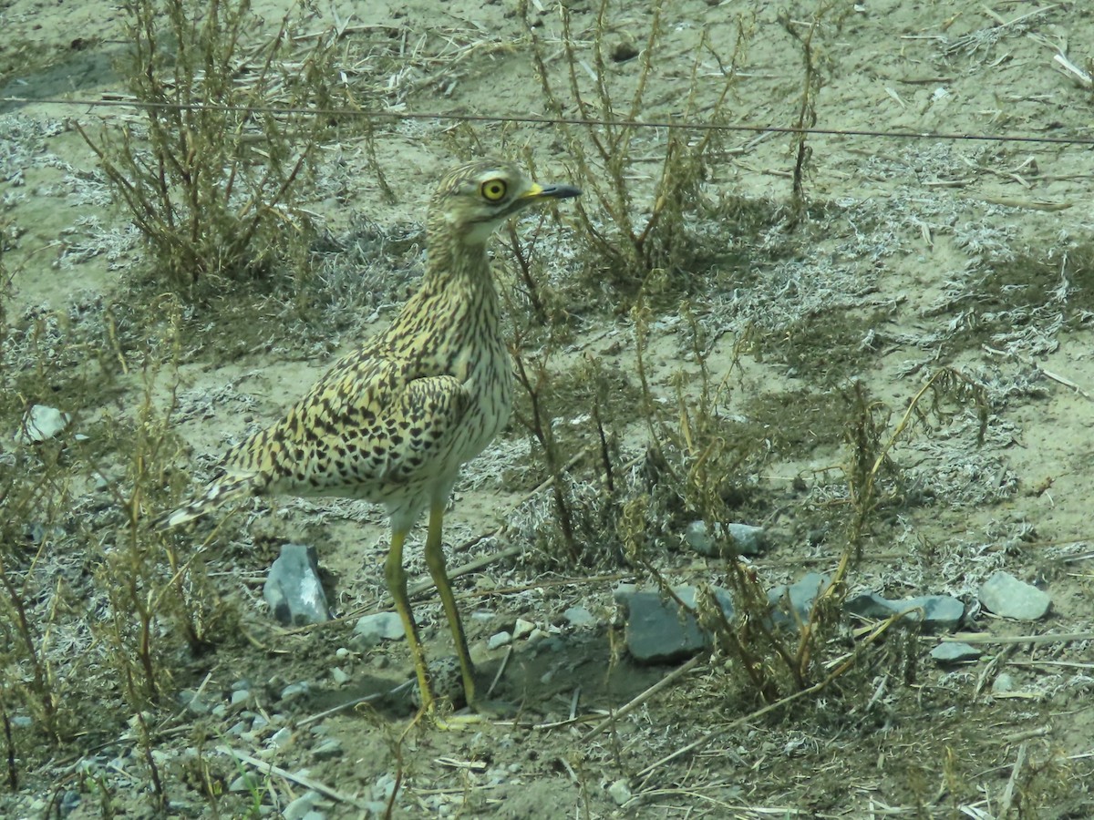 Benekli Kocagöz - ML646441807