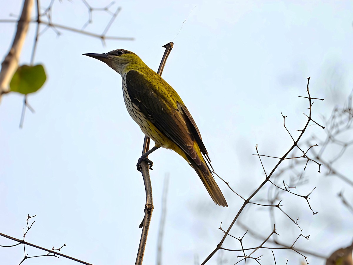 זהבן הודי - ML646441808