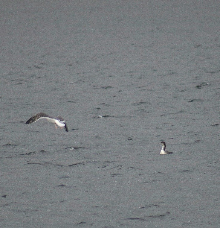 Common Loon - ML646441809