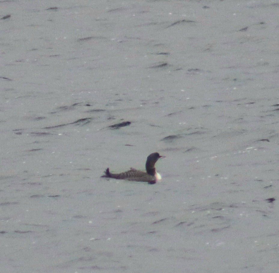 Common Loon - ML646441810