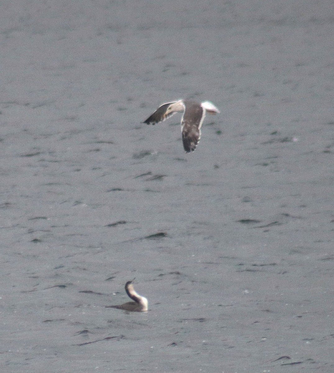 Common Loon - ML646441811