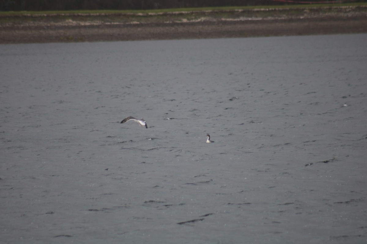 Common Loon - ML646441812