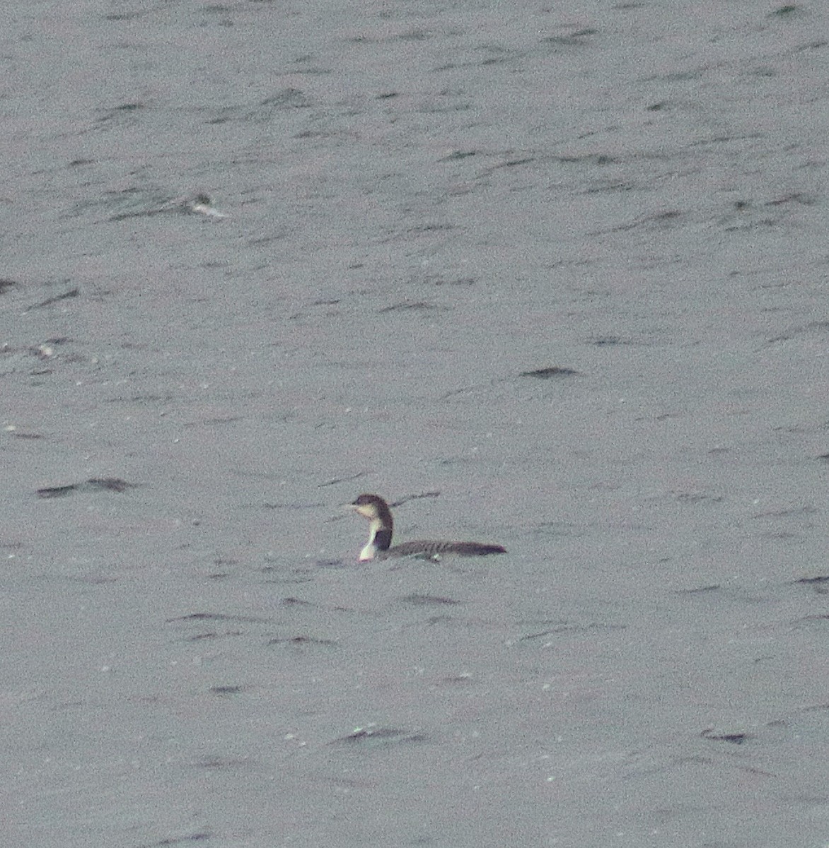 Common Loon - ML646441813