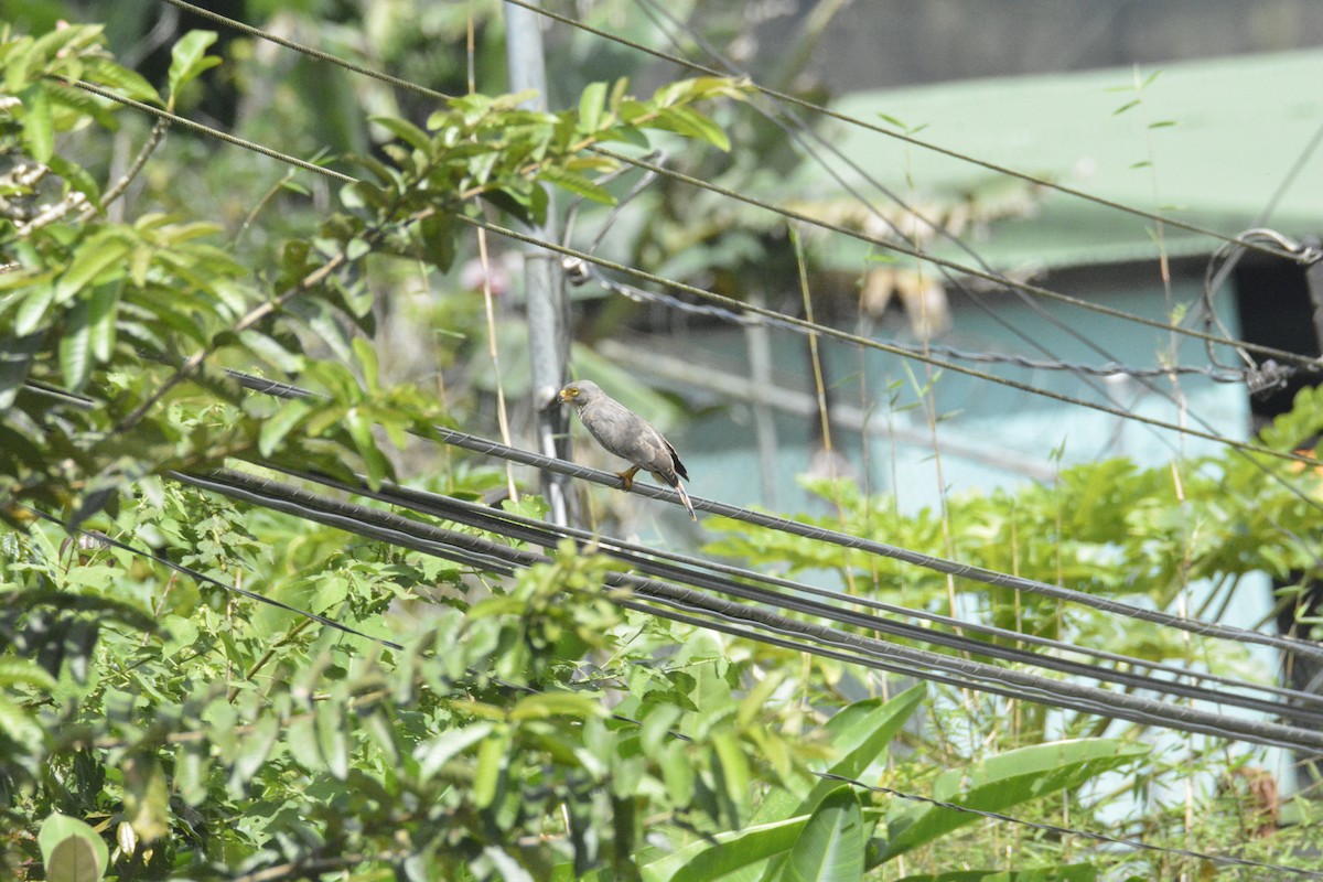 Roadside Hawk - ML646441814