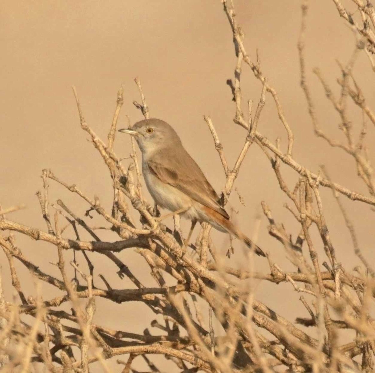 Asian Desert Warbler - ML646441815