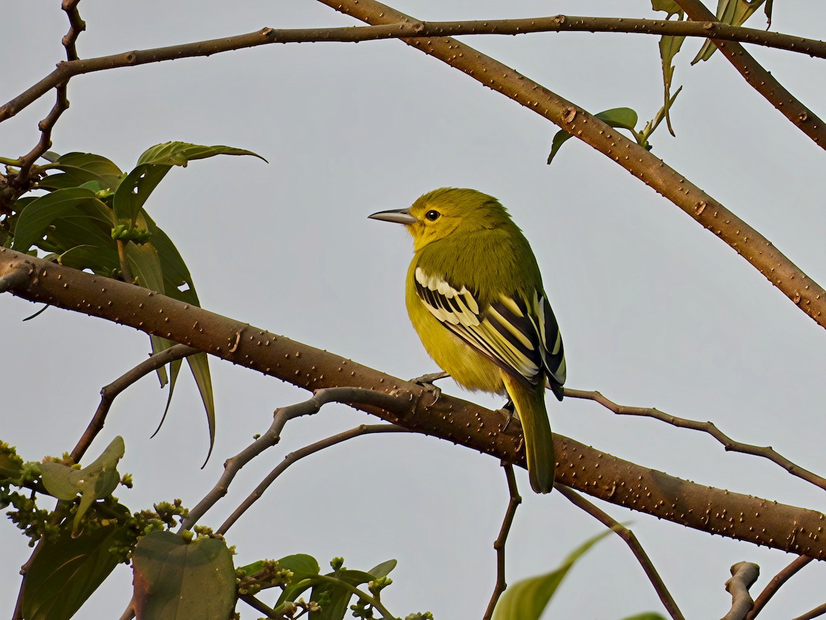 Common Iora - ML646441816
