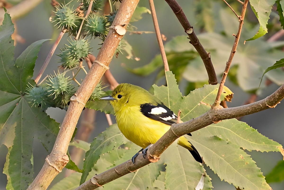 Common Iora - ML646441817