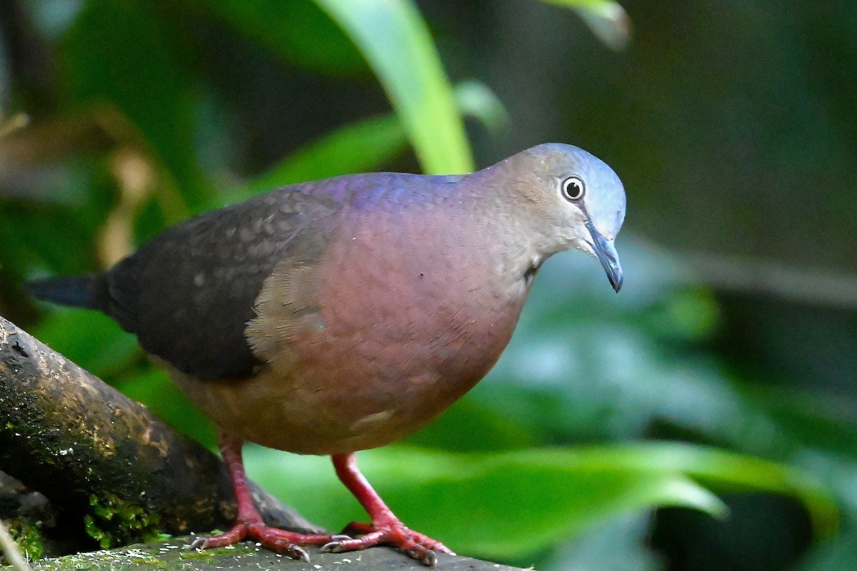 Tolima Dove - ML646441818