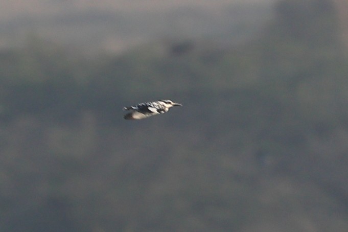 Pied Kingfisher - ML646441819