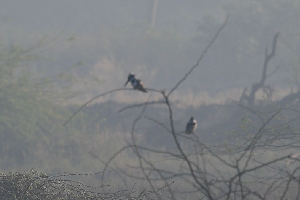 Pied Kingfisher - ML646441820