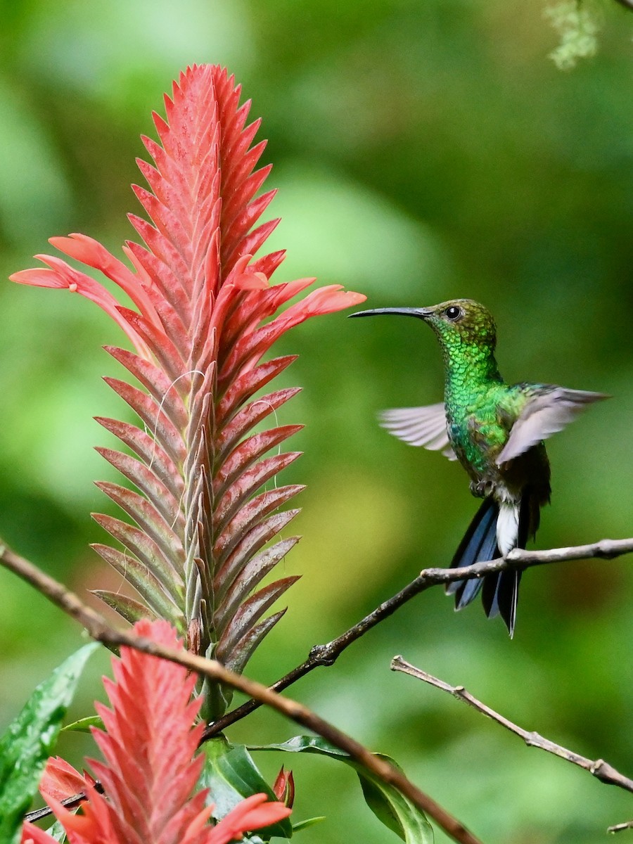 White-vented Plumeleteer - ML646441823