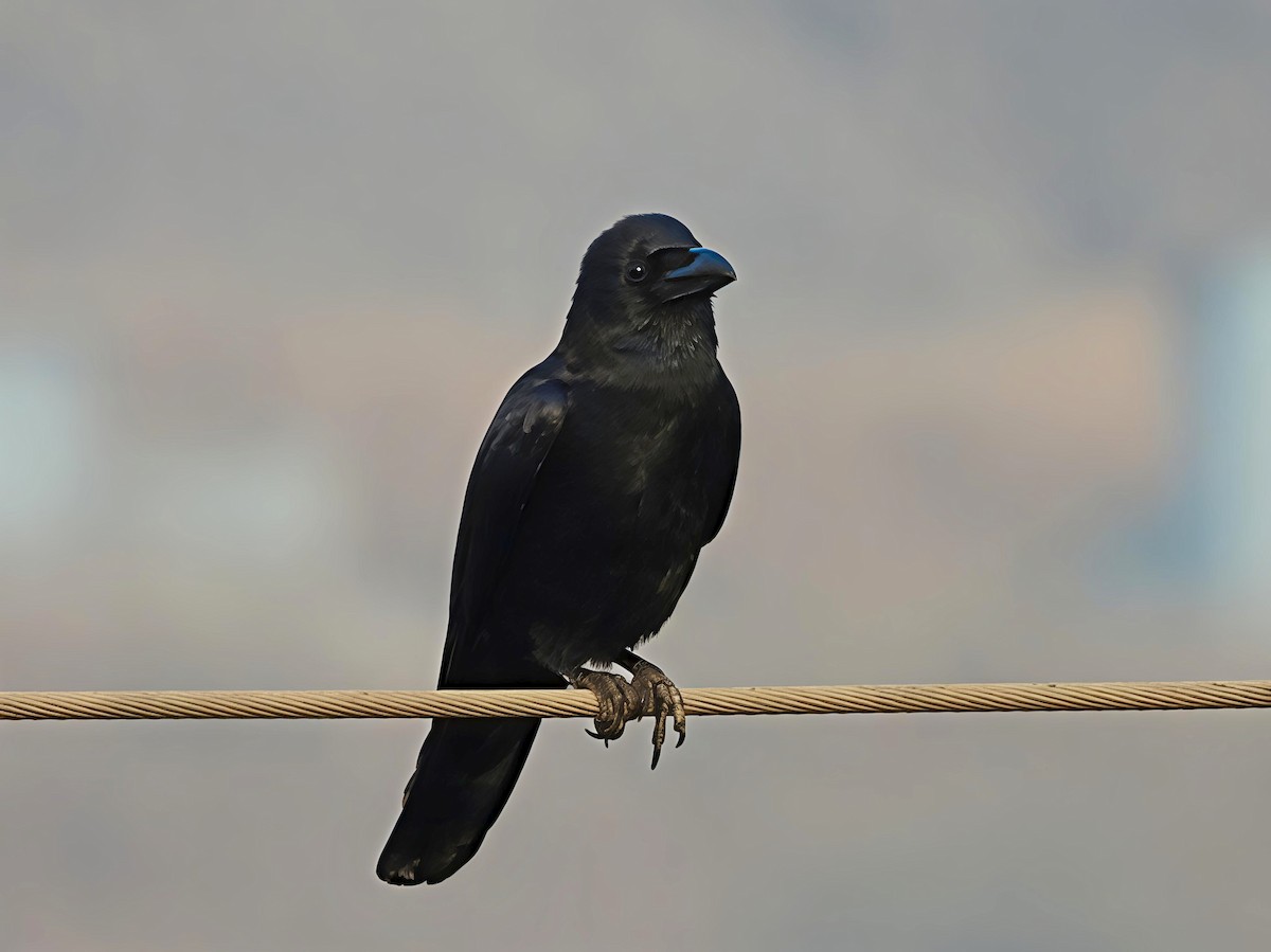 Large-billed Crow - ML646441824