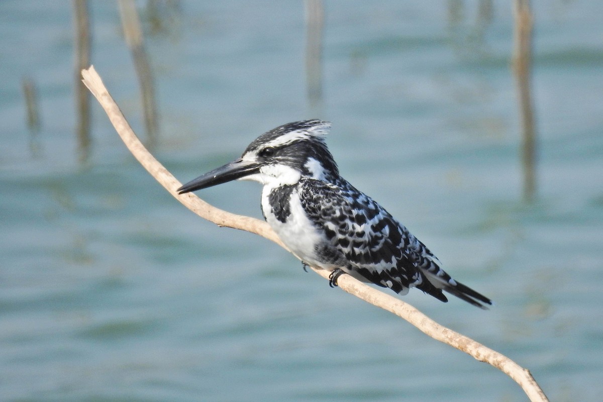 Pied Kingfisher - ML646441825