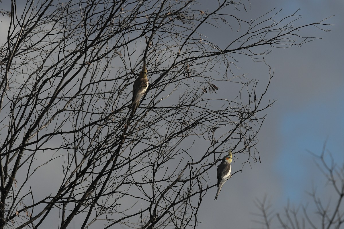 Cockatiel - ML646441827