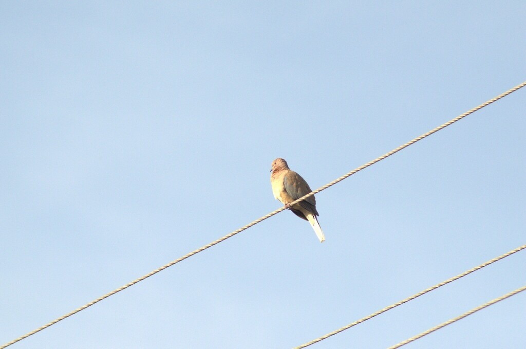 Laughing Dove - ML646441828