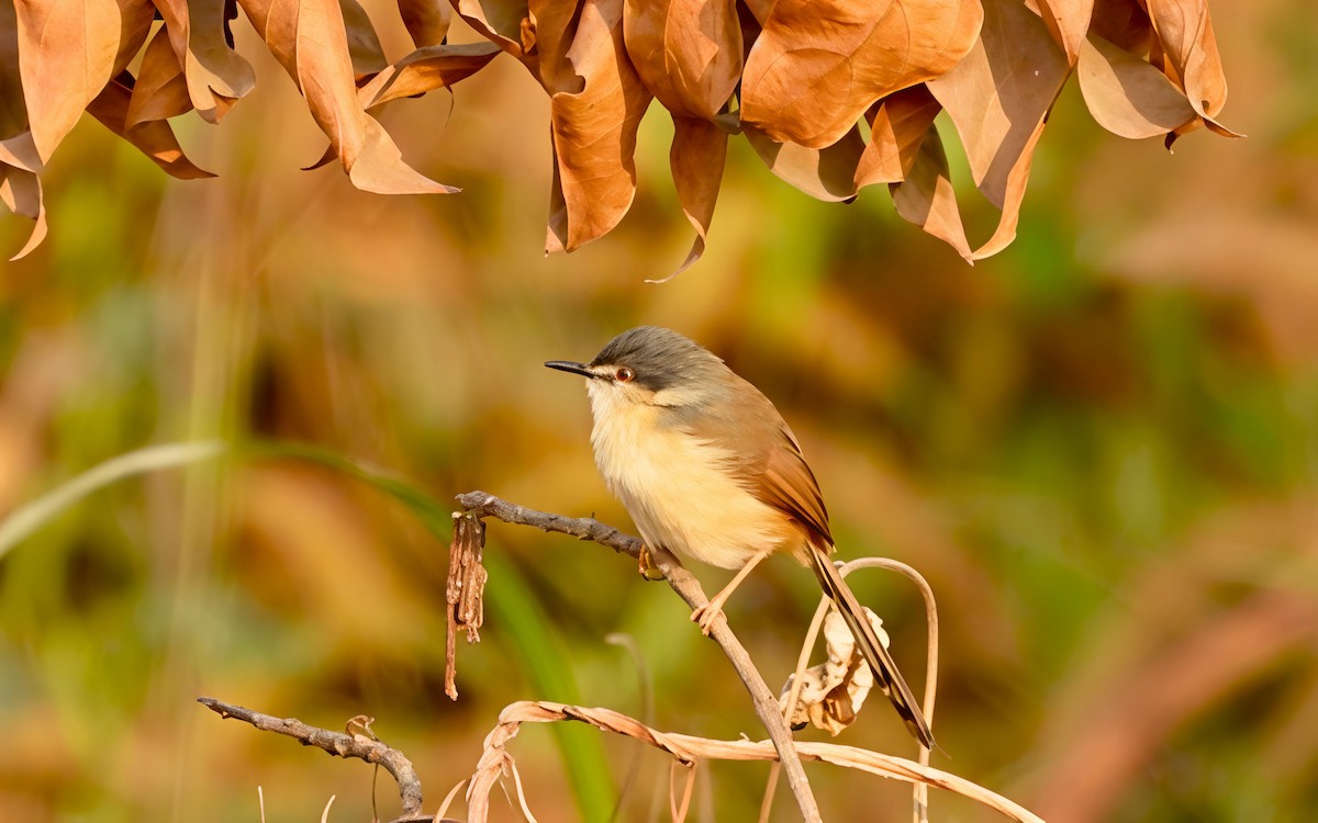 Gray-breasted Prinia - ML646441829