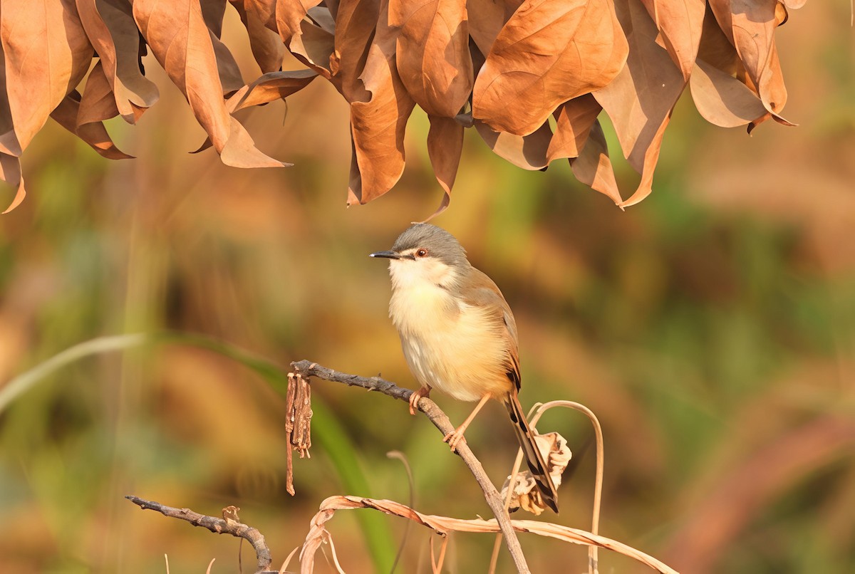 Gray-breasted Prinia - ML646441830