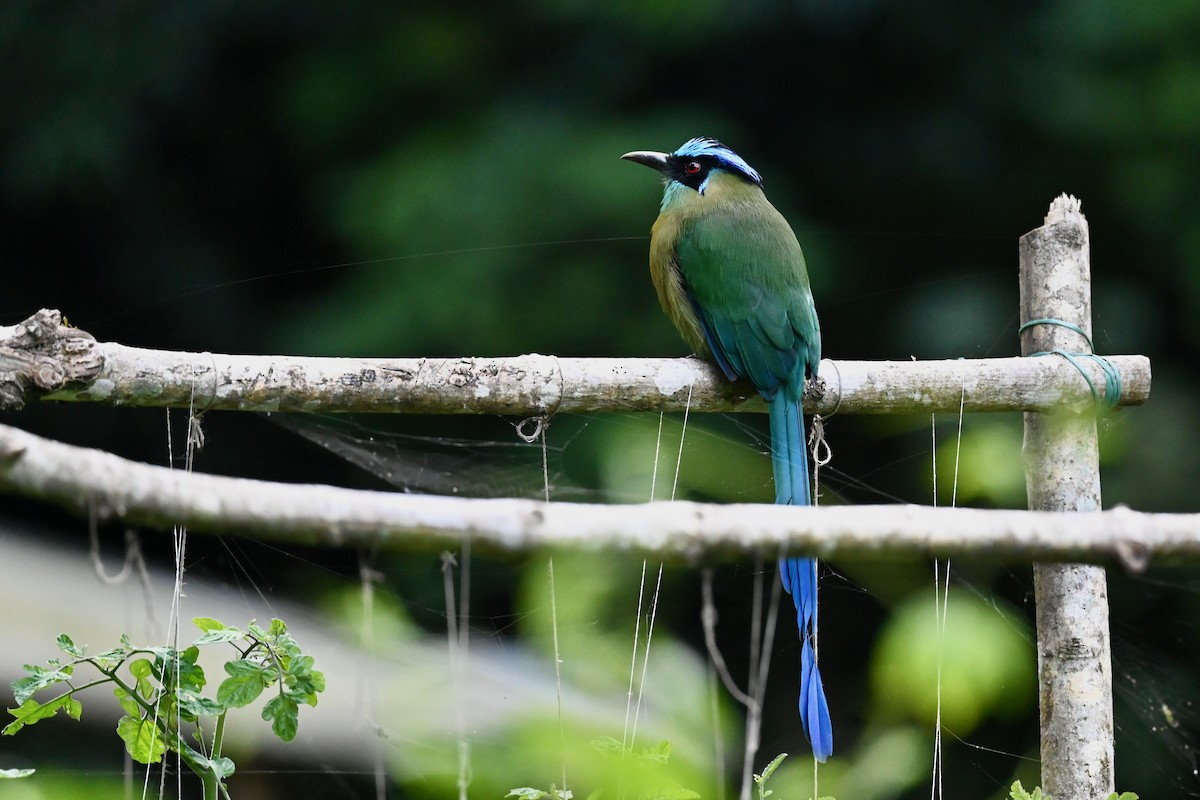 Andean Motmot - ML646441831