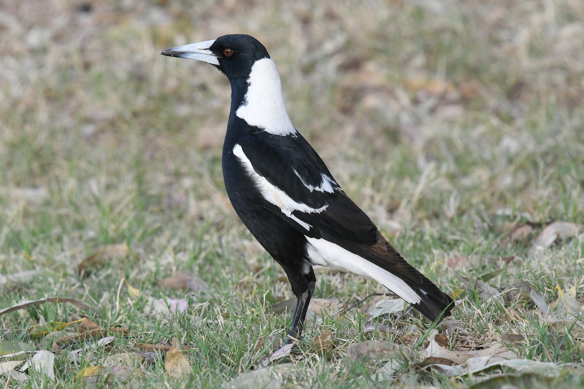Australian Magpie (Black-backed) - ML646441832