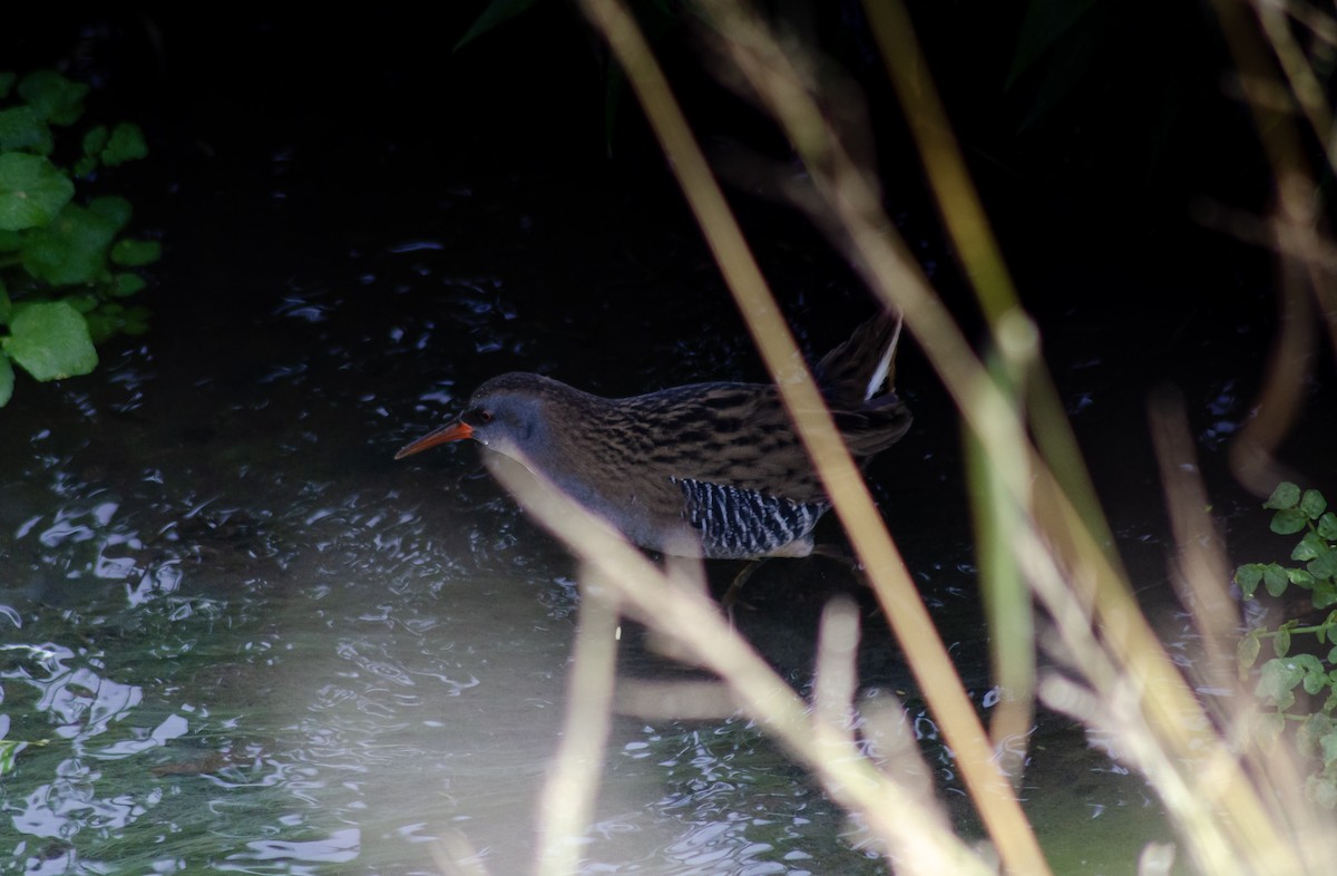 Water Rail - ML646441833