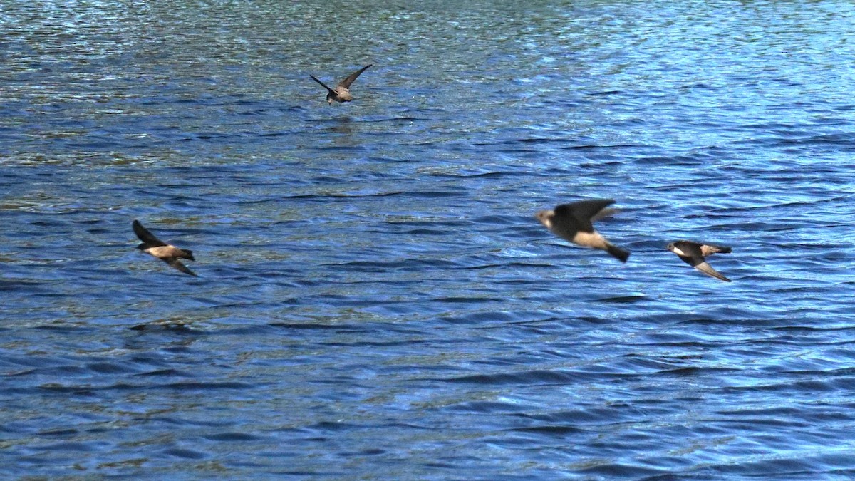 Eurasian Crag-Martin - ML646441835