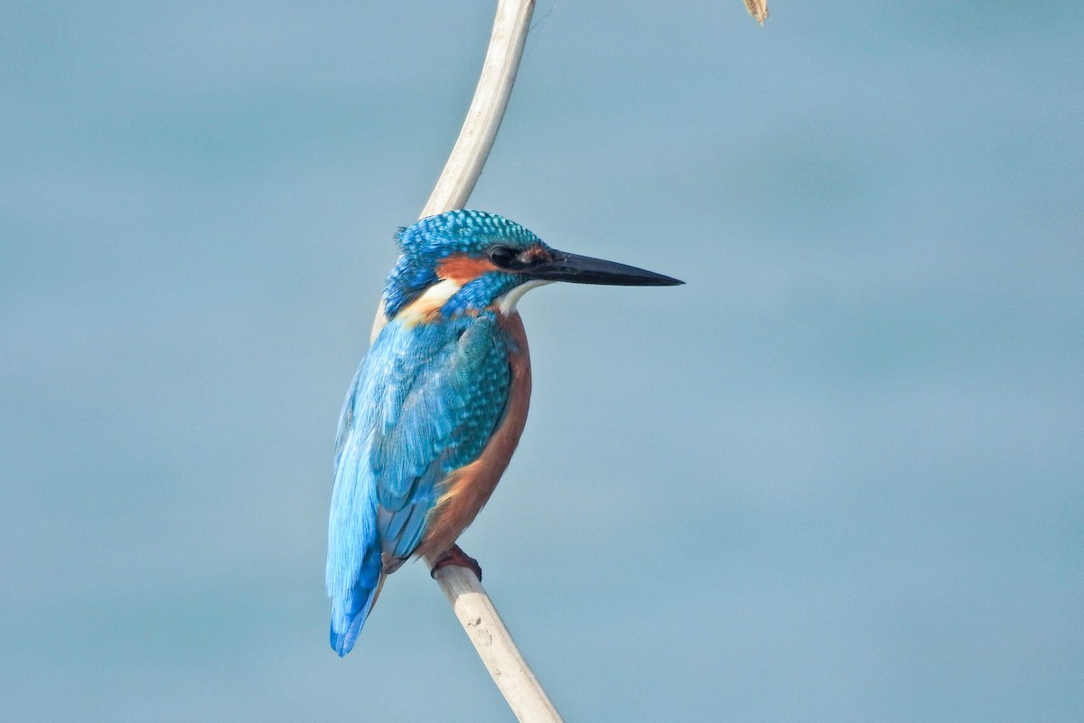 Common Kingfisher - ML646441836