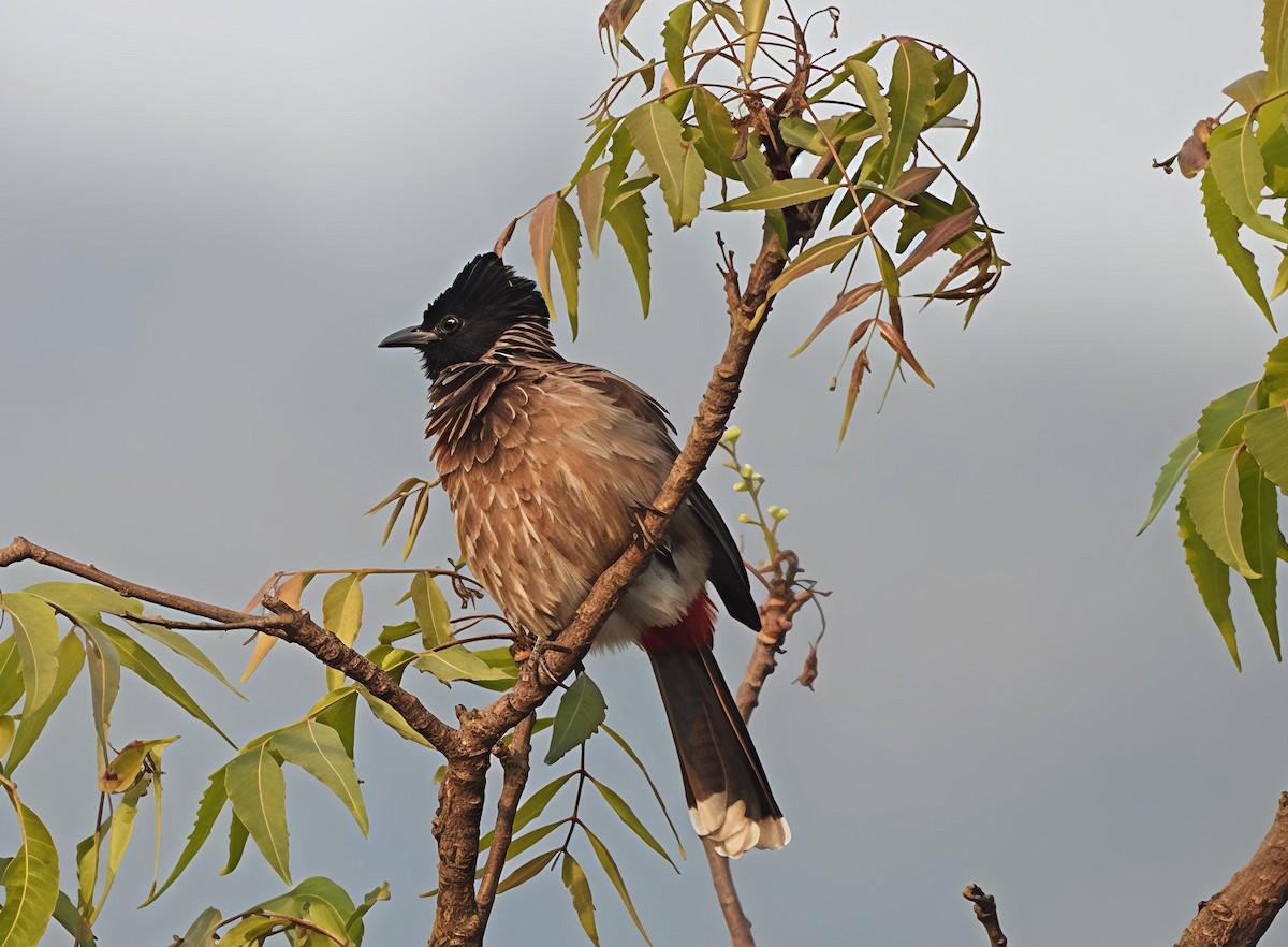 Red-vented Bulbul - ML646441838