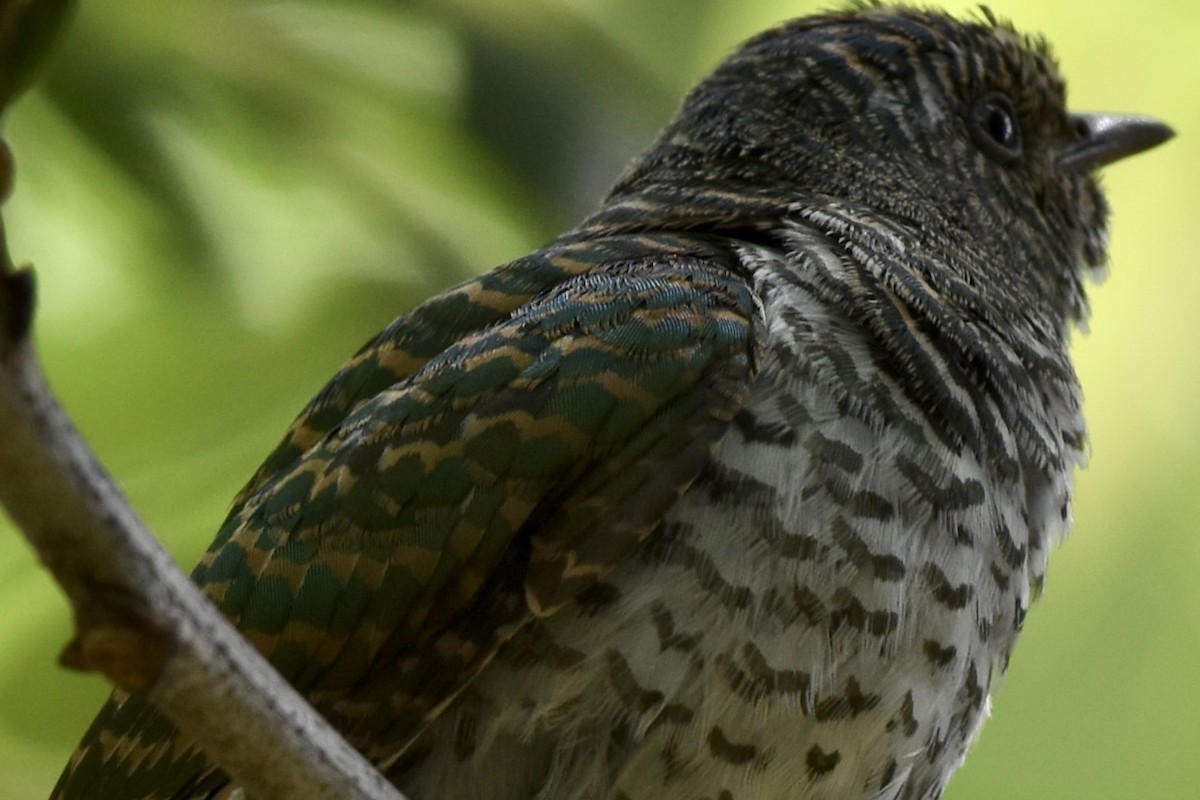 Klaas's Cuckoo - ML646441842