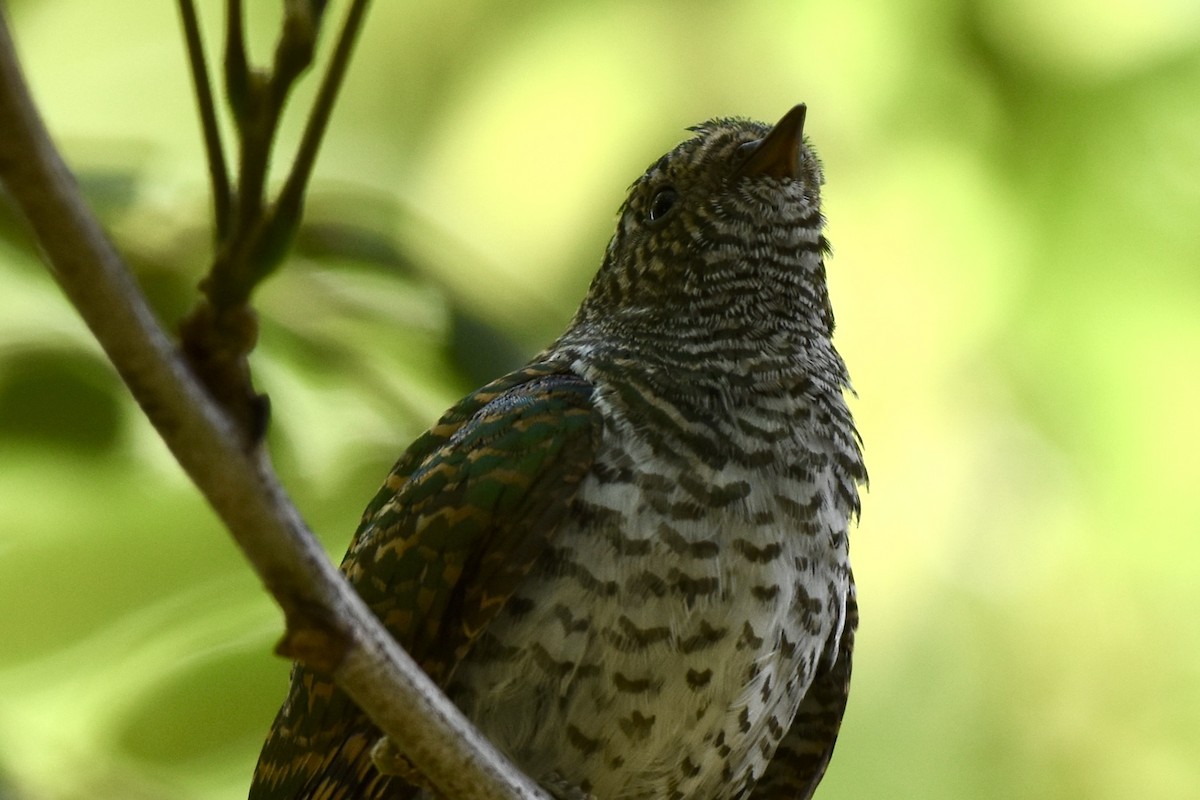 Klaas's Cuckoo - ML646441843