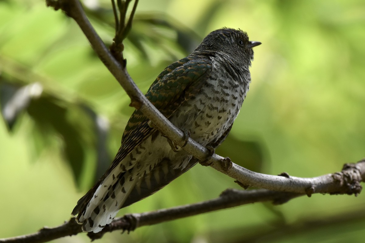 Klaas's Cuckoo - ML646441844