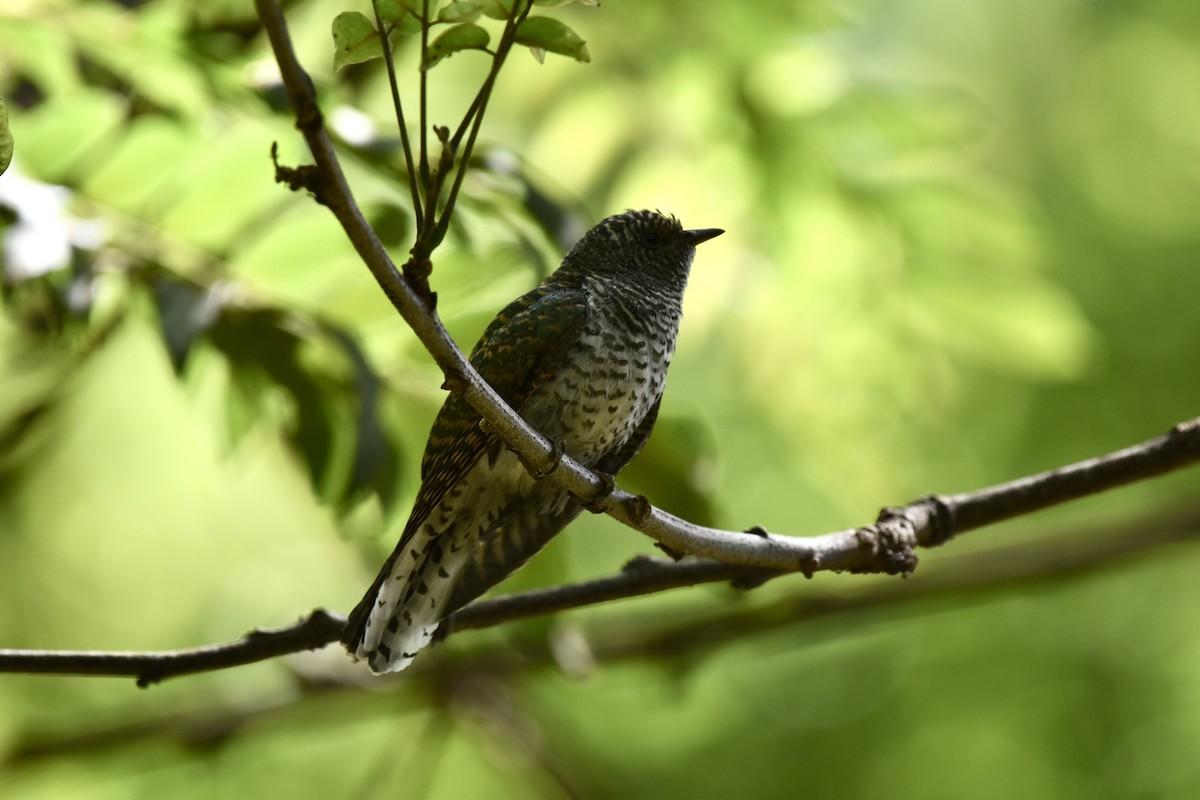 Klaas's Cuckoo - ML646441845