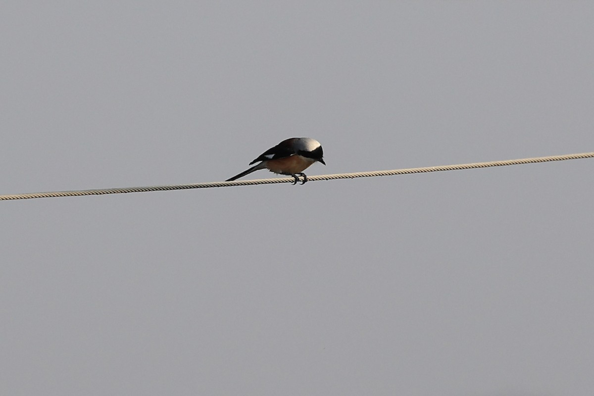 Bay-backed Shrike - ML646441846