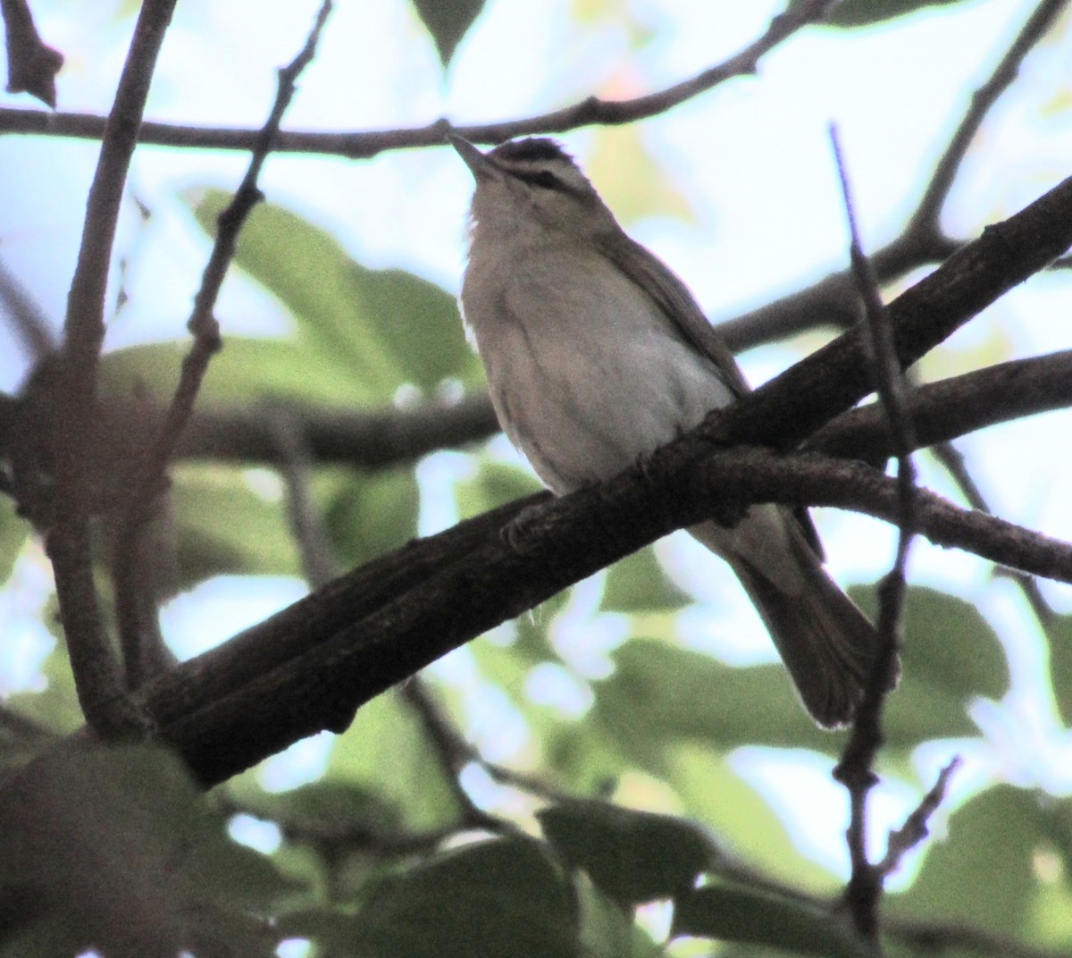 Chivi Vireo - ML646441847