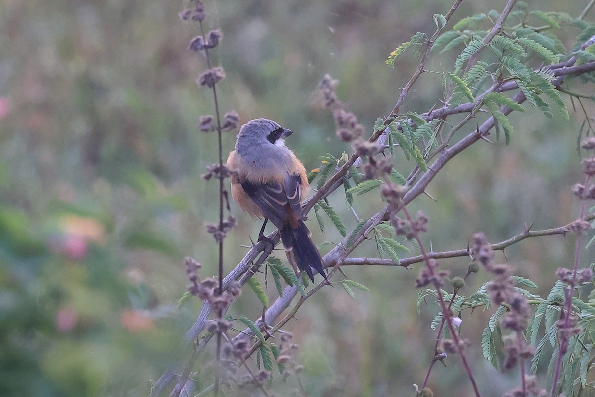 棕背伯勞 - ML646441849