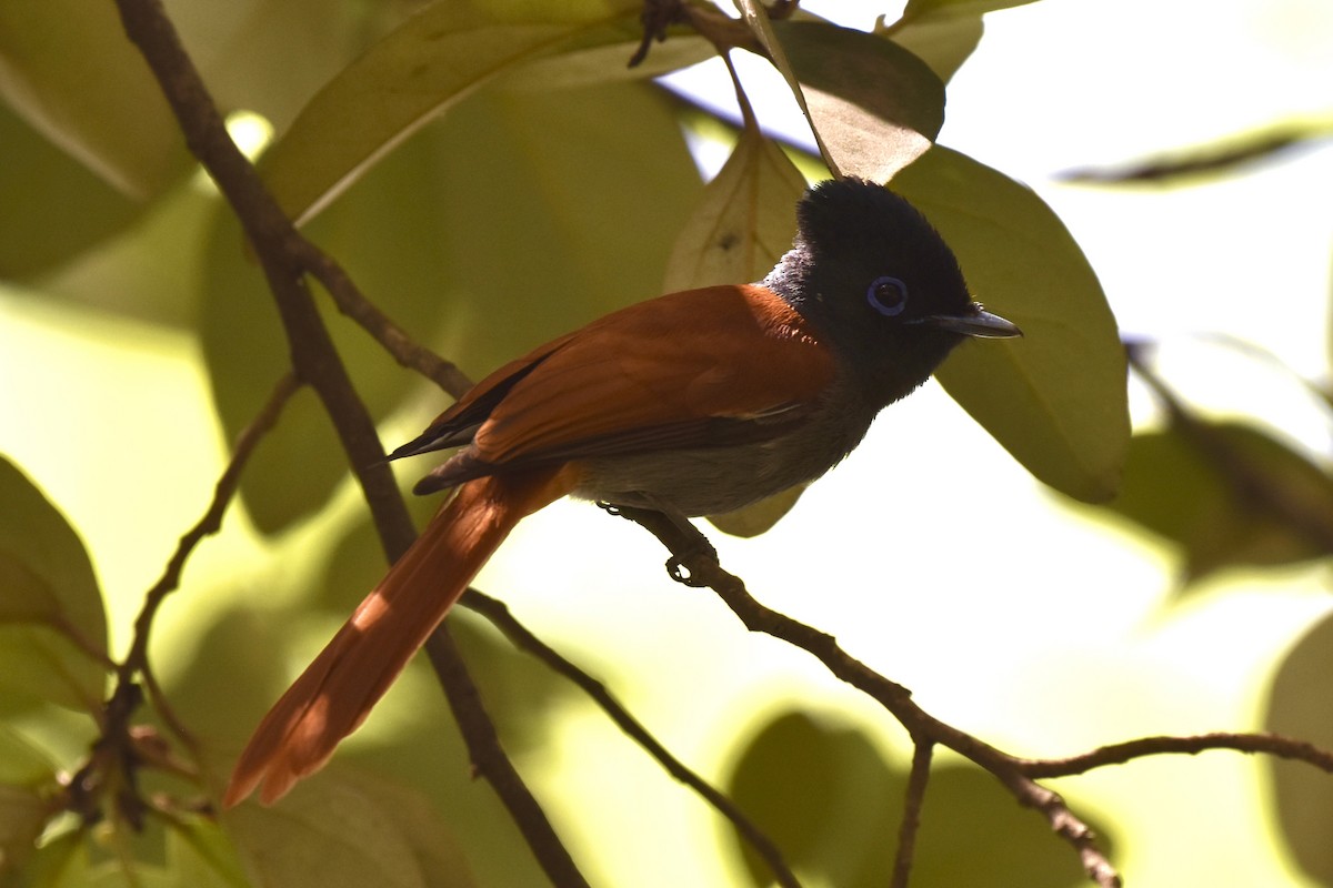 African Paradise-Flycatcher - ML646441853