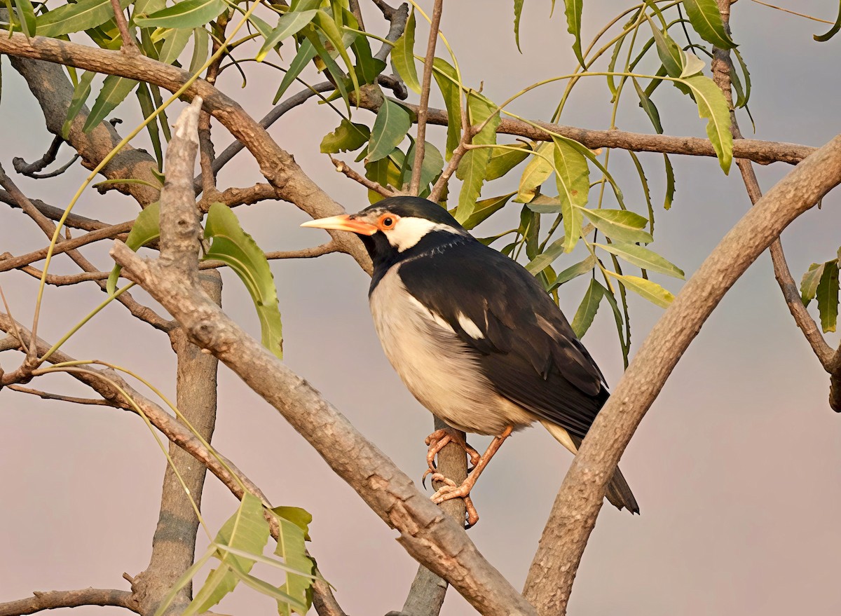 Indian Pied Starling - ML646441854