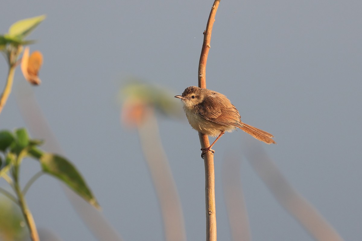 褐頭鷦鶯 - ML646441857