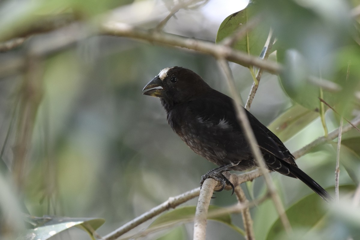 Grosbeak Weaver - ML646441858