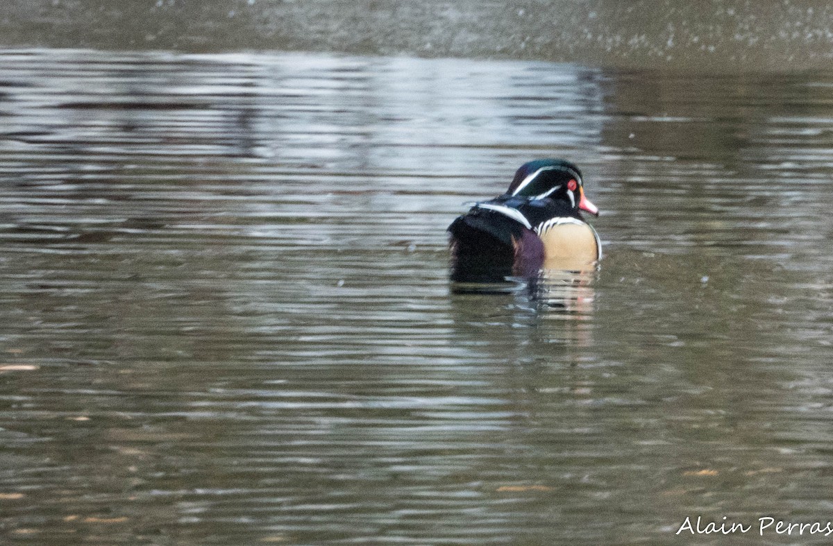Wood Duck - ML646441859