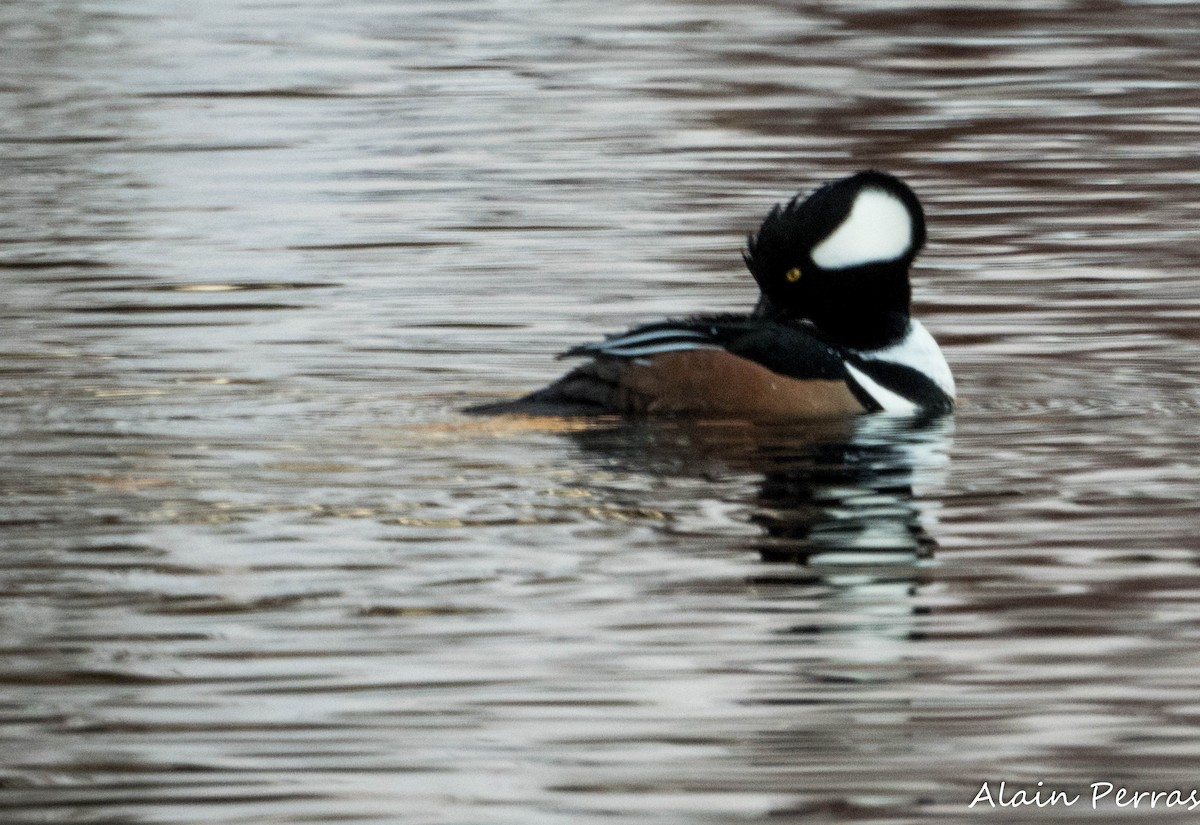 Hooded Merganser - ML646441860