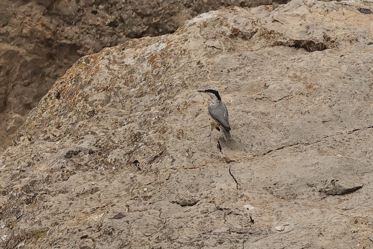 Eastern Rock Nuthatch - ML646441865