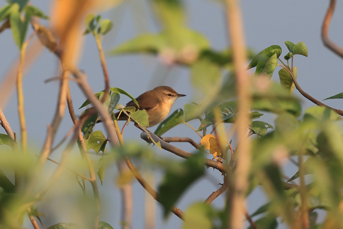 Sykes's Warbler - ML646441866