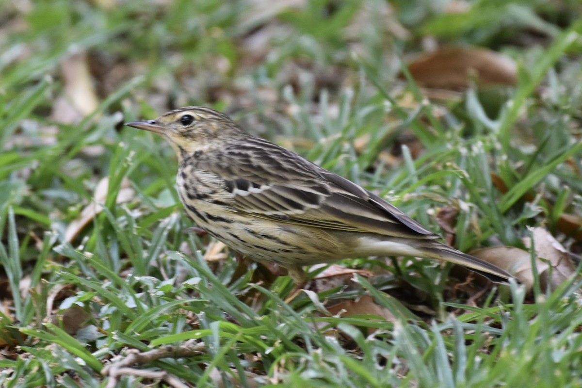 林鷚 - ML646441867