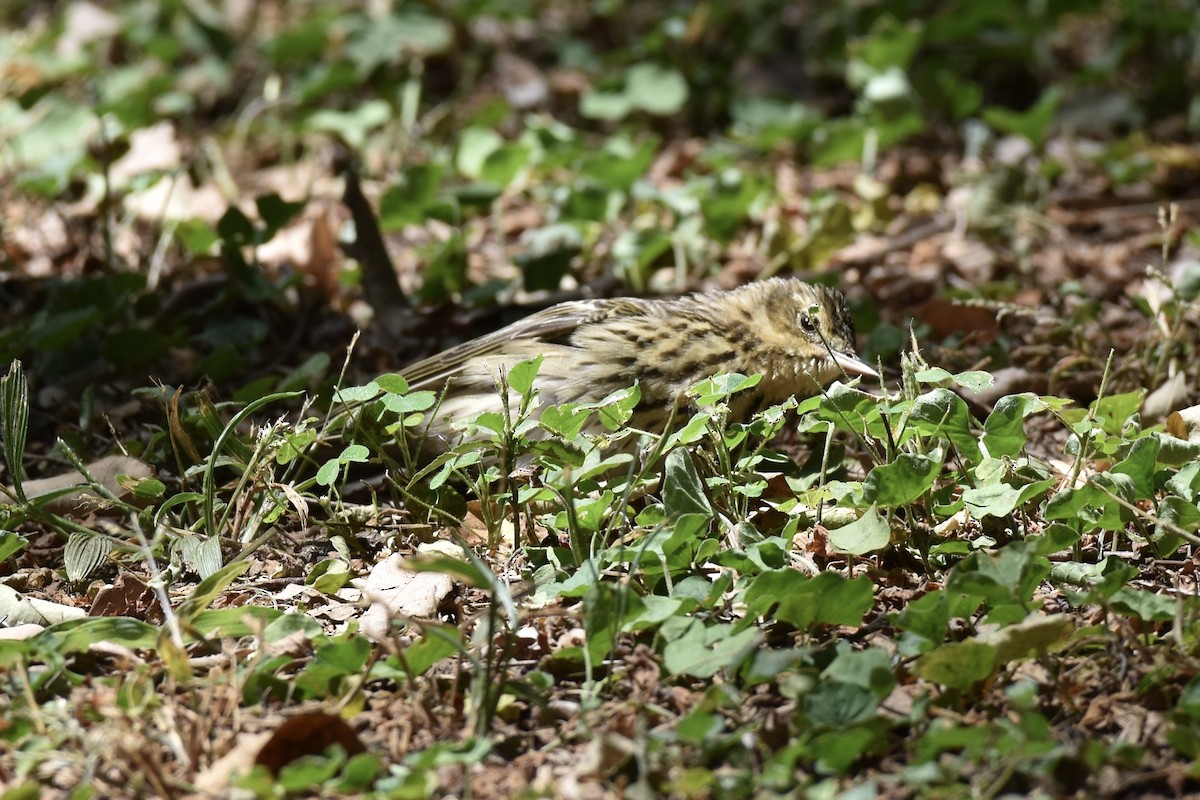 林鷚 - ML646441868