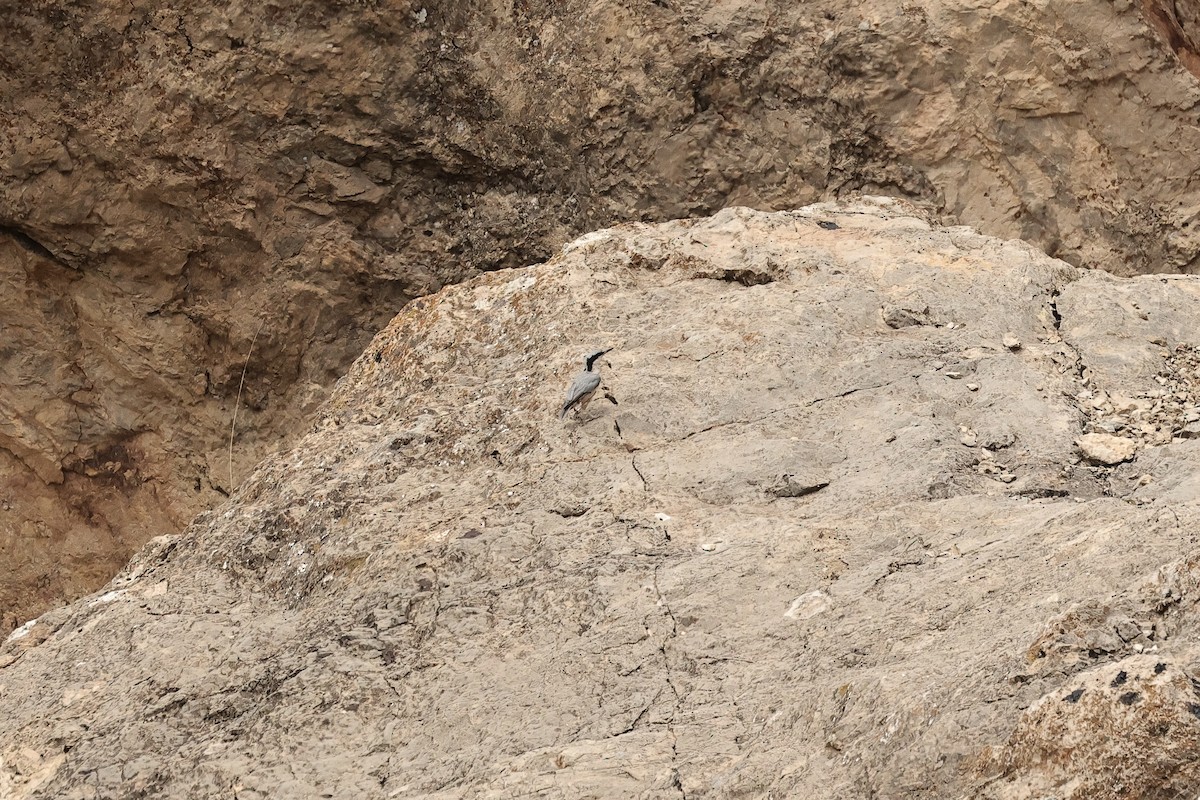 Eastern Rock Nuthatch - ML646441871