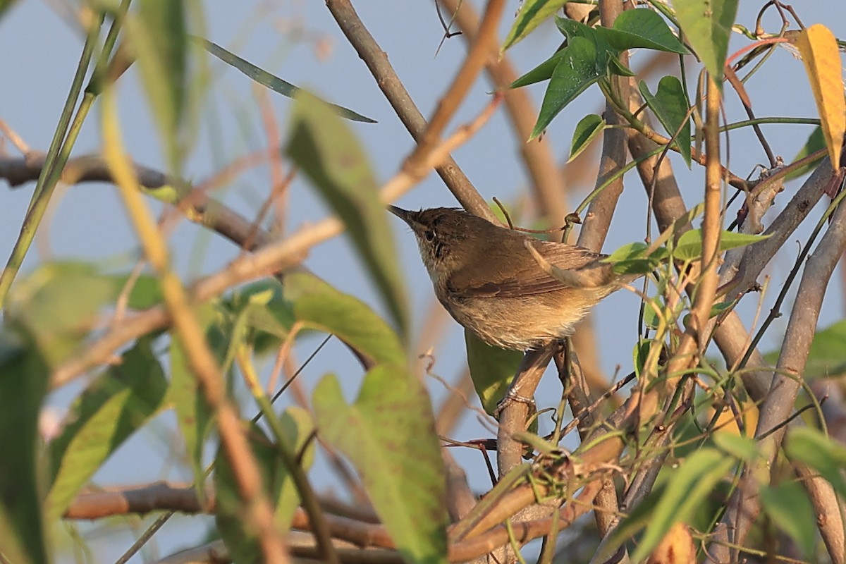 布氏葦鶯 - ML646441872
