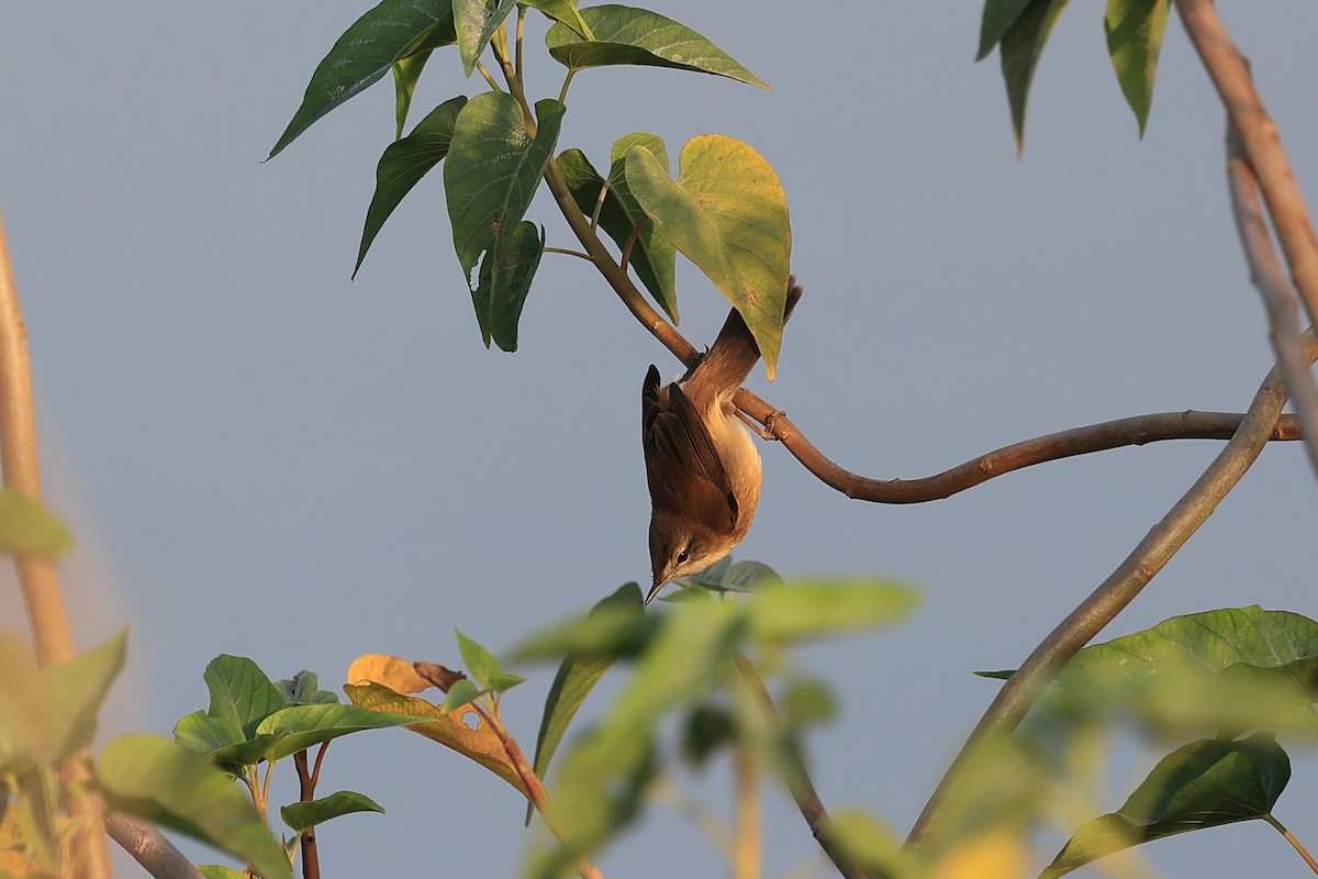 布氏葦鶯 - ML646441873