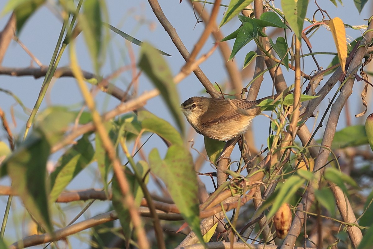 布氏葦鶯 - ML646441874